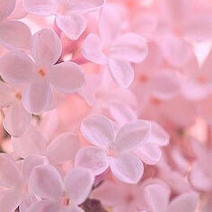 pink frangipanis